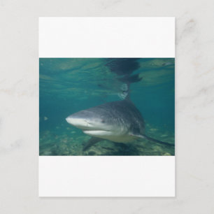 Tjurshark Vykort