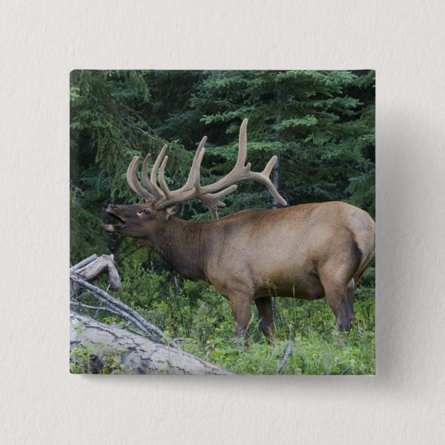 Tjurskrikande wapiti i Banff National Park, Kanada Knapp (Framsida)