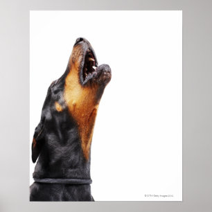Tjuta för Doberman Poster