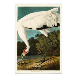 Tjuta kranJohn James Audubon fåglar av Amerika Fototryck