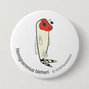 TM--06-Hemigrammusbleheri Knapp
