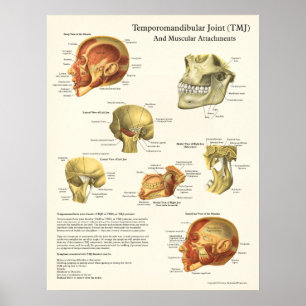 TMJ-anatomi och muskulös tillbehöraffisch Poster