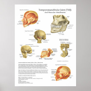 TMJ Anatomy Muscular Attachments Chart Doktor Poster