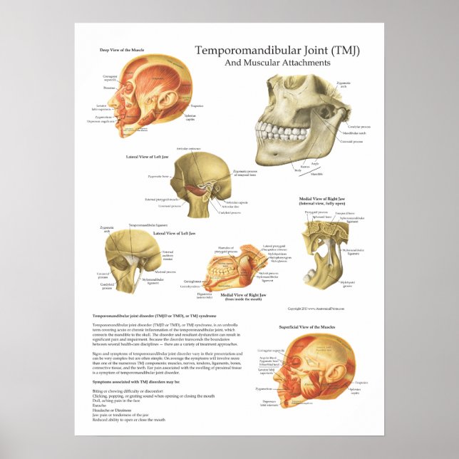 TMJ Anatomy Muscular Attachments Chart Doktor Poster (Framsidan)