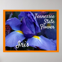TN Iris Poster Tennessee State Flower