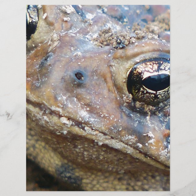Toad ansikte (Framsida)