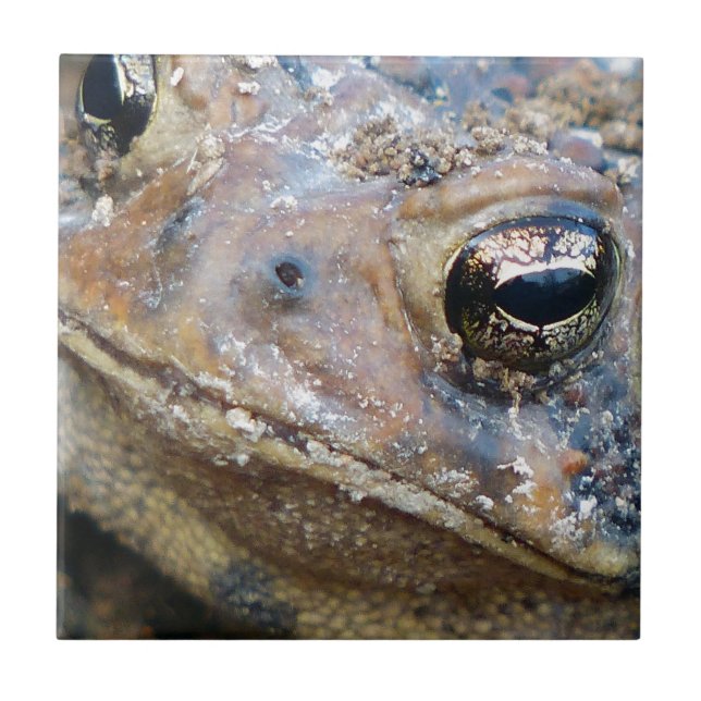 Toad ansikte kakelplatta (Framsidan)