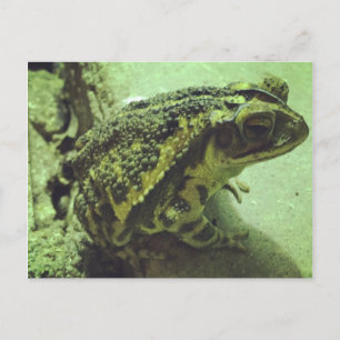 Toad bukt Kusten Vykort