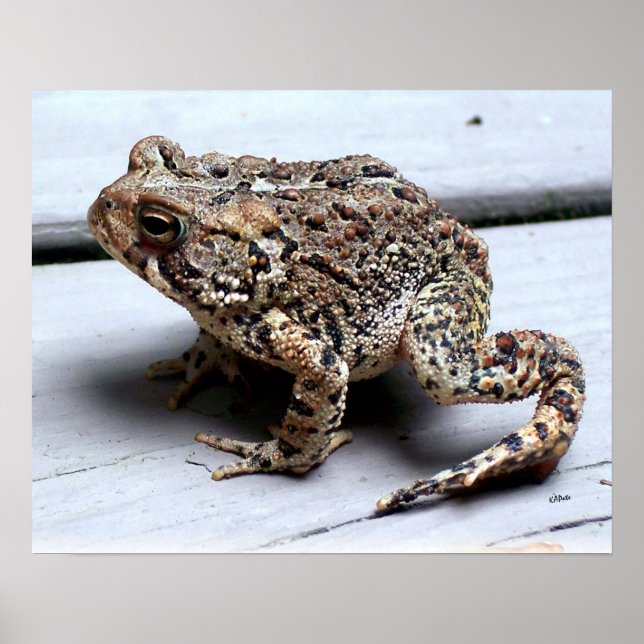 Toad Frog Animal Amphibian Photography Poster (Framsidan)
