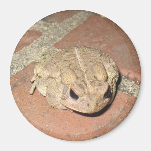 Toad Frog Magnet (Framsidan)