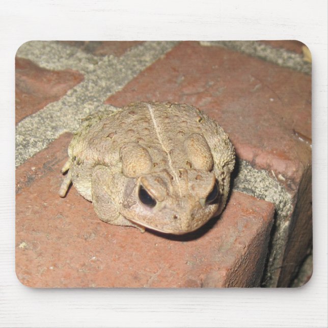Toad Frog Musmatta (Framsidan)