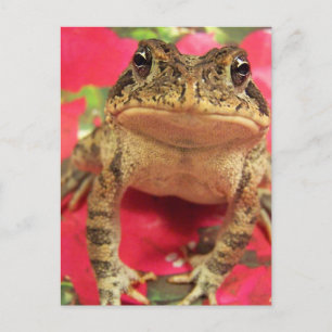 Toad-groda som står upp mot bougainvillea tillbaka vykort