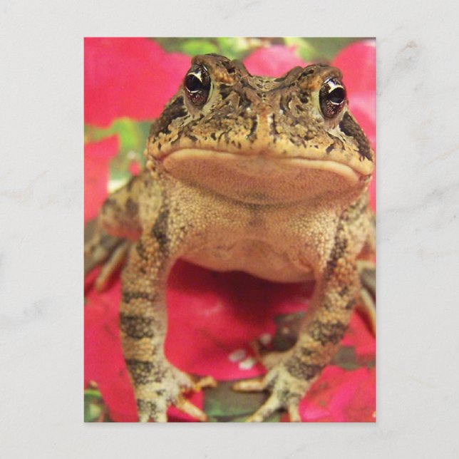 Toad-groda som står upp mot bougainvillea tillbaka vykort (Framsida)