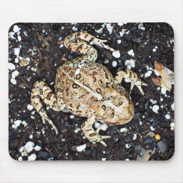Toad Musmatta (Framsidan)