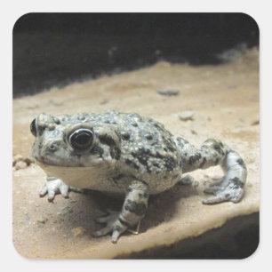 Toad Stickers Fyrkantigt Klistermärke