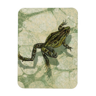 Toad Swon i Vatten Magnet