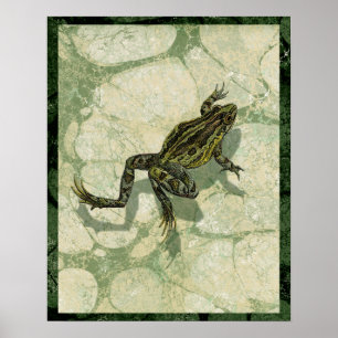 Toad Swon i Vatten Poster