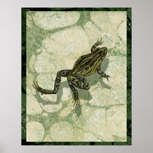 Toad Swon i Vatten Poster (Framsidan)