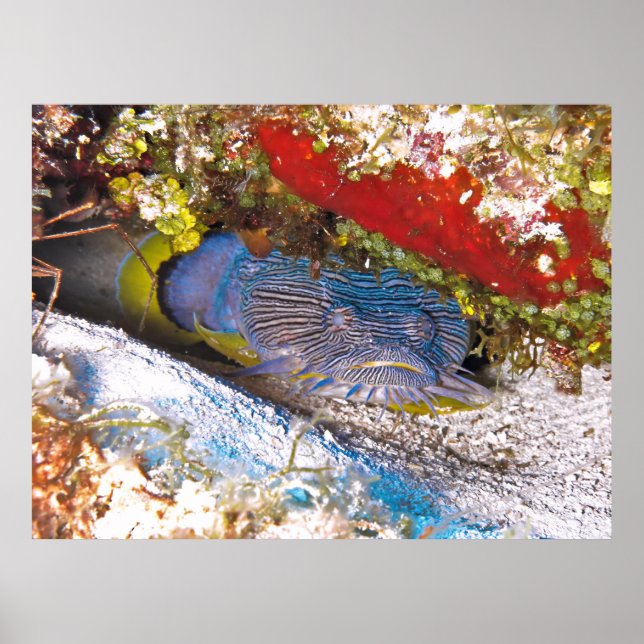 Toadfish Gömmer Poster (Framsidan)