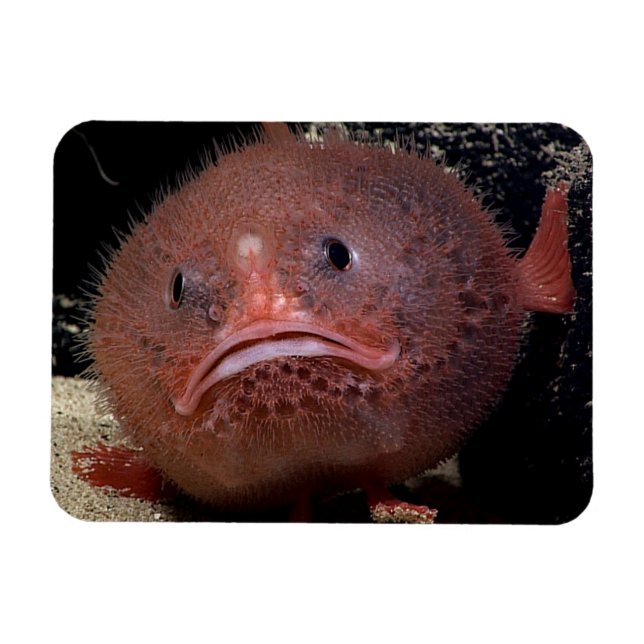 Toadfish Magnet (Horisontell)