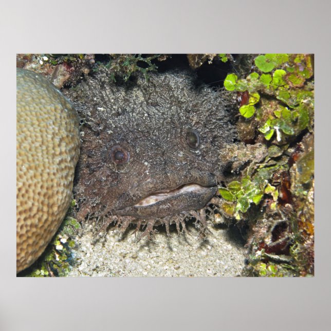 Toadfish Peeking Poster (Framsidan)