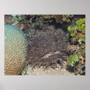 Toadfish with Shrimp on its Ansikte Poster