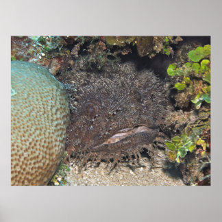 Toadfish with Shrimp on its Ansikte Poster
