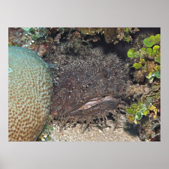 Toadfish with Shrimp on its Ansikte Poster (Framsidan)