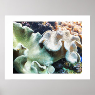 Toadstool, läderkorall poster