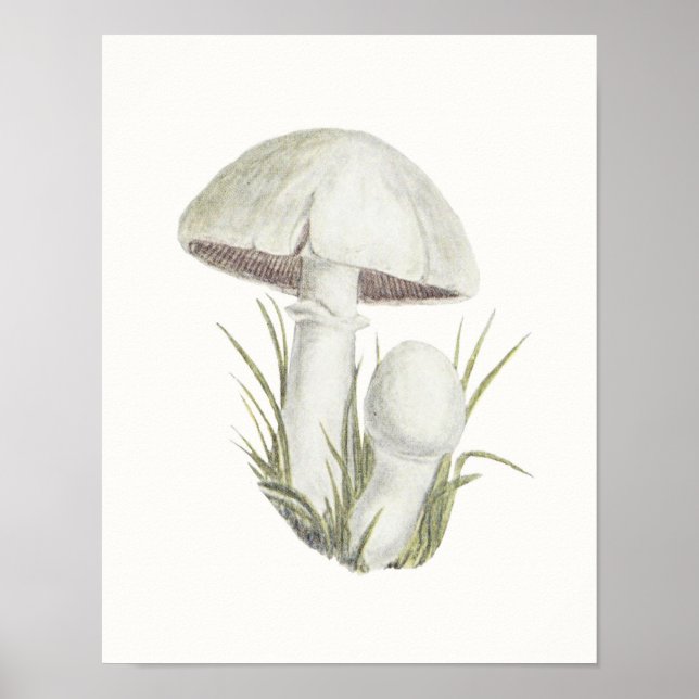 Toadstool Mushroom Fungi Fungus Poster (Framsidan)