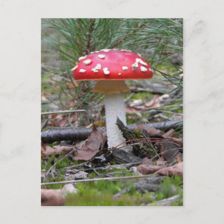 Toadstool Mushroom Vykort