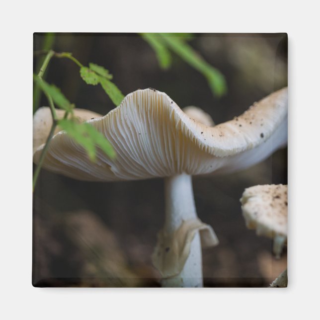 Toadstool Umbrella Magnet (Framsidan)