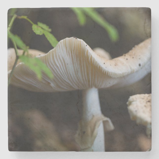 Toadstool Umbrella Underlägg Sten (Framsidan)