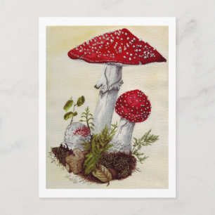 Toadstool Vykort