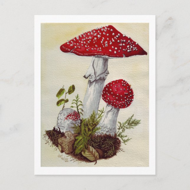 Toadstool Vykort (Framsida)