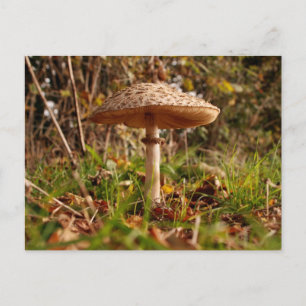 Toadstool Vykort