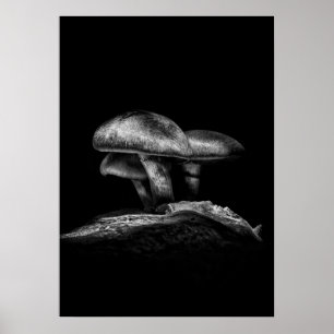 Toadstooler på spår nr 3 poster