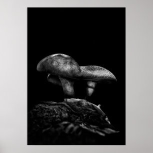 Toadstooler på spår nr 5 poster