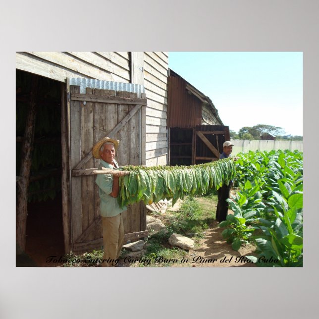 Tobacco Entering Curing Barn Pinar del Rio Cuba Poster (Framsidan)