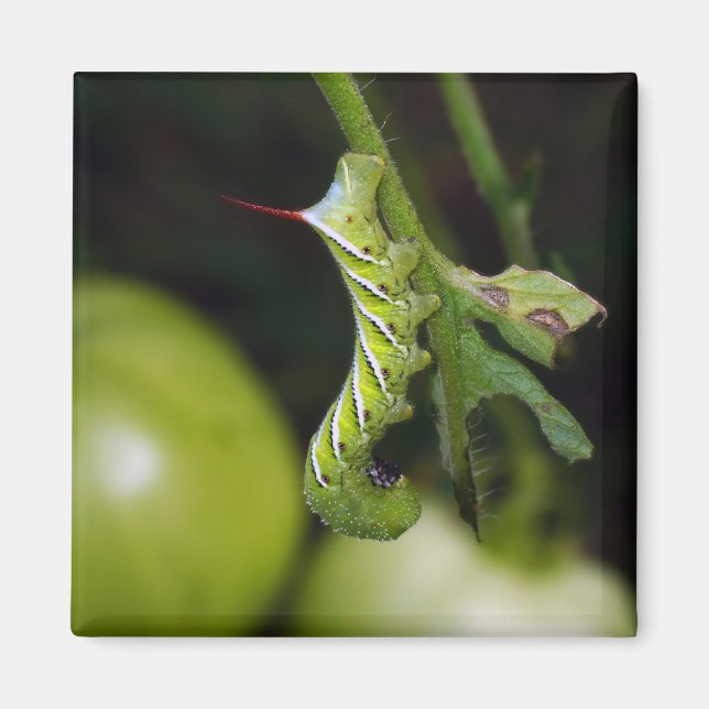 Tobacco Hornworm Caterpelare Magnet (Framsidan)
