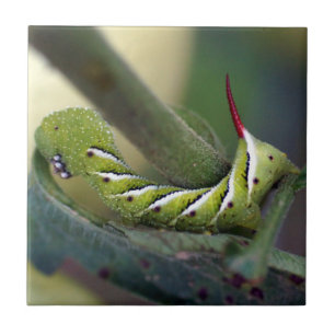 TobakHornworm Caterpillar belägger med tegel det Kakelplatta
