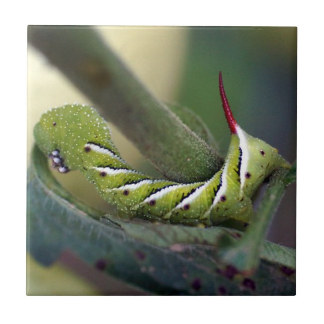 TobakHornworm Caterpillar belägger med tegel det Kakelplatta (Framsidan)
