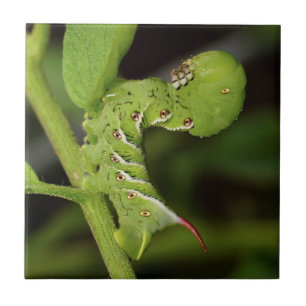 TobakHornworm Caterpillar belägger med tegel det Kakelplatta