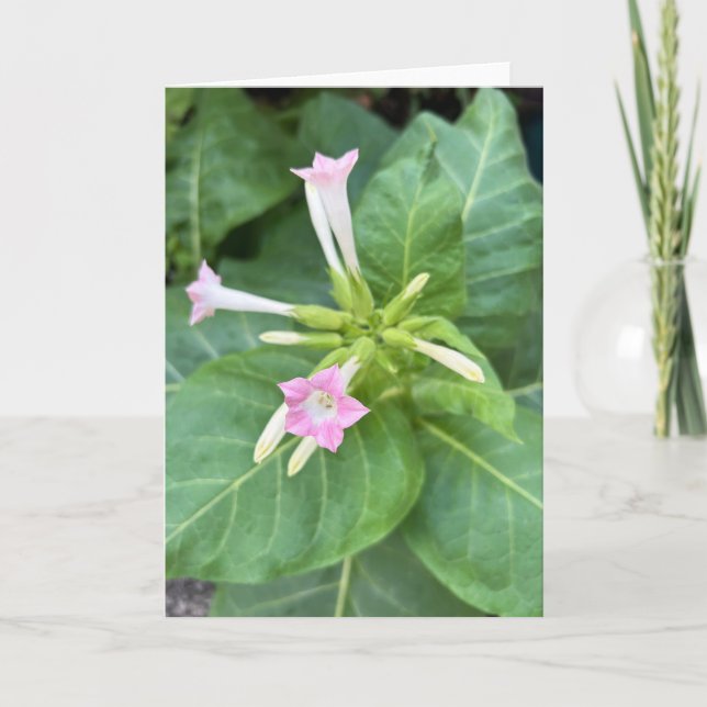 Tobaksblommor Kort (Framsida)