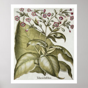 Tobaksväxter från "Hortus Eystettensis" av B Poster