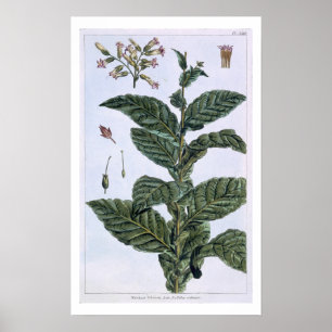 Tobaksväxter, tallrik 7, från "Collection Precieus Poster