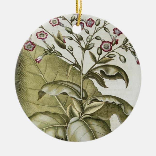 Tobakväxt, från "Hortusen Eystettensis" vid B Julgransprydnad Keramik (Framsidan)