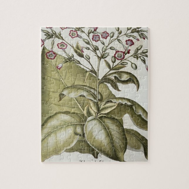 Tobakväxt, från "Hortusen Eystettensis" vid B Pussel (Vertikal)