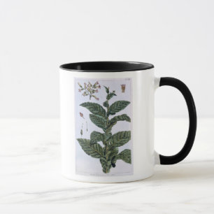 Tobakväxten, pläterar 7, från 'samlingen Precie Mugg