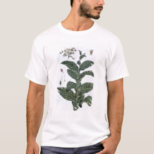 Tobakväxten, pläterar 7, från 'samlingen Precie Tee